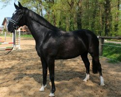 dressage horse Füsten Diva H (Westphalian, 2015, from Fürsten-Look)