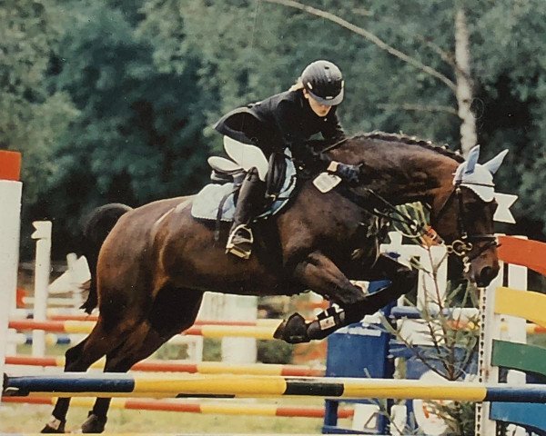 Pferd Prisca 52 (Westfale, 1993, von Perplex)