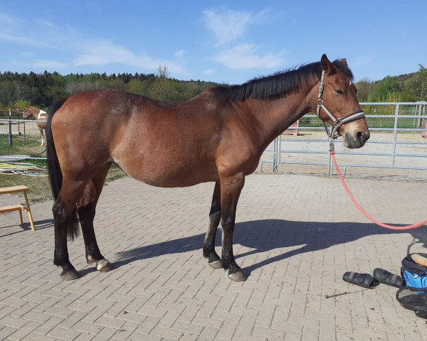 broodmare Gwendoline (Brandenburg, 1999, from Glenn Alme)