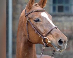 broodmare Frances (Westphalian, 2008, from Fleury)