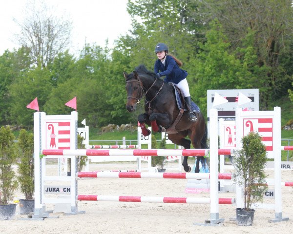 jumper Philadelphia B (Irish Sport Horse, 2011, from Radolin)