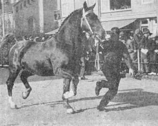 stallion Vario (Gelderland, 1956, from Ritmeester)