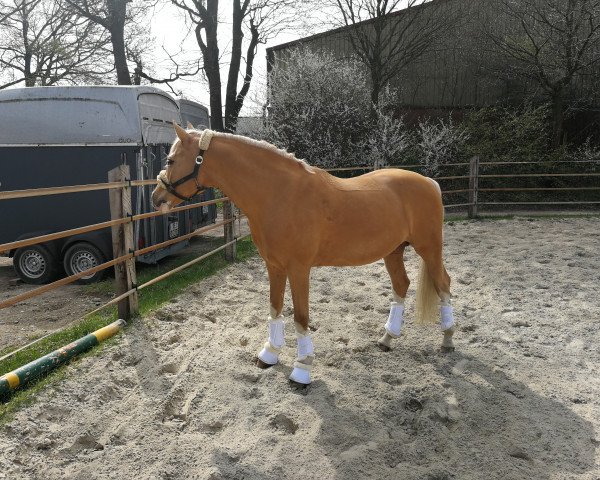 stallion Zilhouette's Cashmaker (German Riding Pony, 2008, from FS Champion de Luxe)