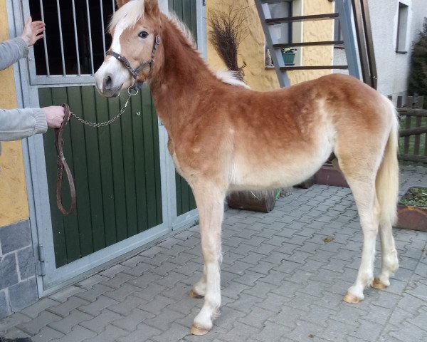 Pferd Sam (Haflinger, 2019)