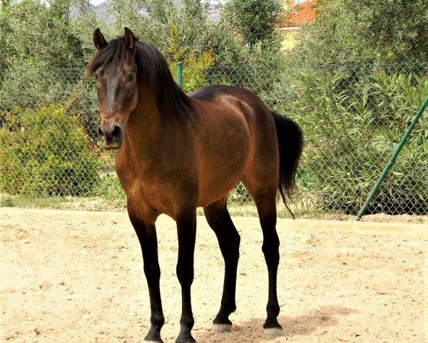 Pferd Miguel (Pura Raza Espanola (PRE),  )