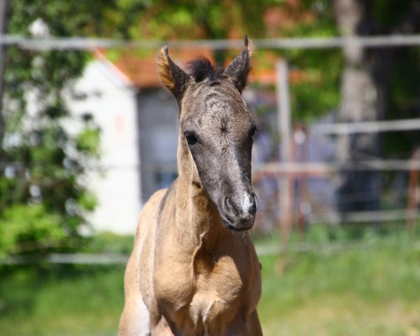 Pferd Donar (Deutsches Reitpony, 2020, von Bigsby)