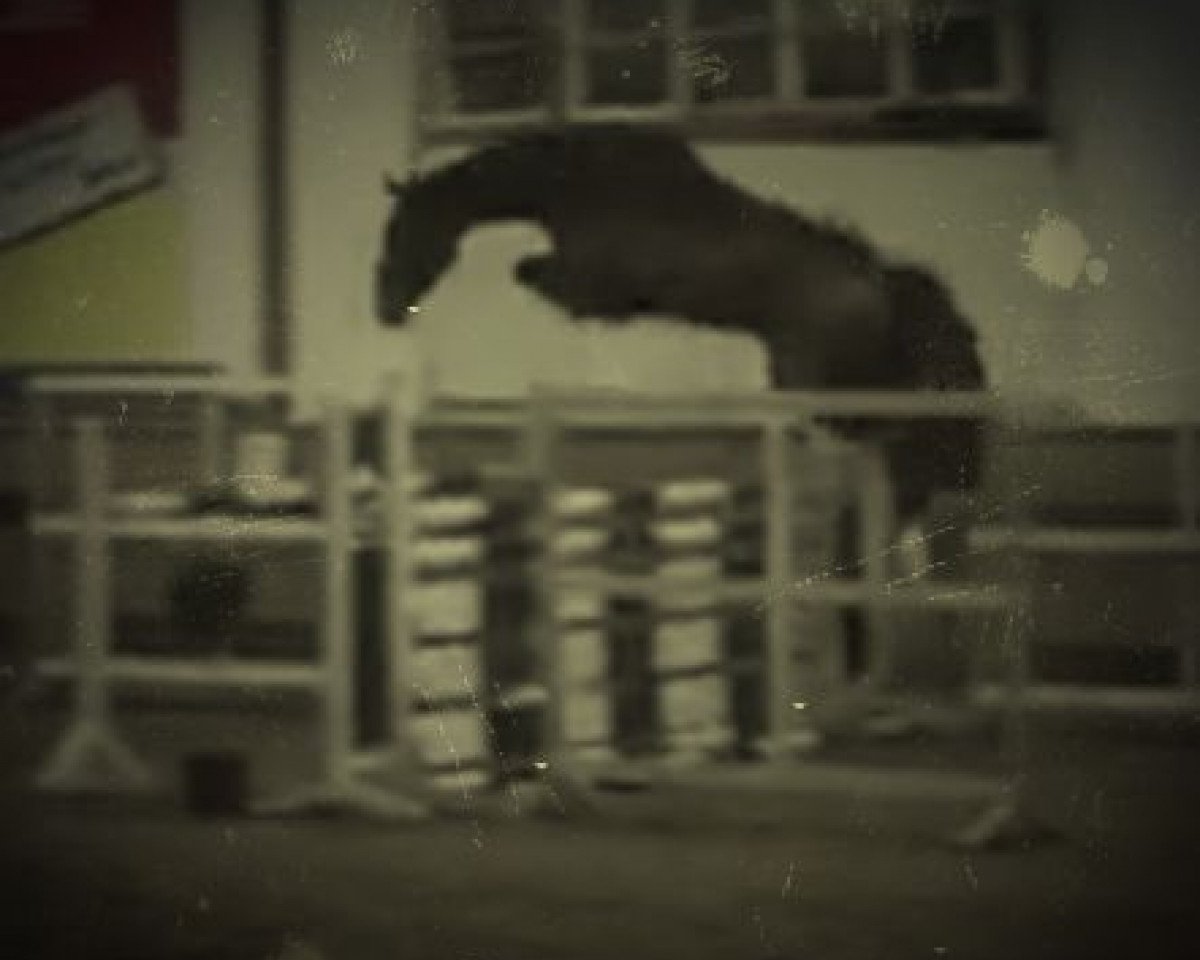 jumper Qpé (KWPN (Royal Dutch Sporthorse), 2015, from Quasimodo vd Molendreef)