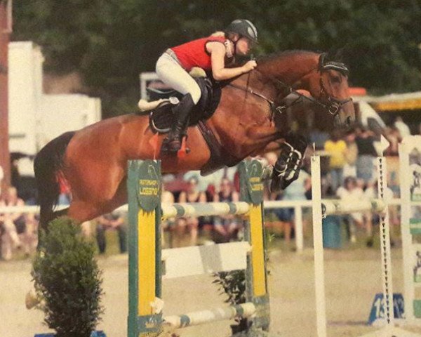 jumper Spardoctro (Royal Warmblood Studbook of the Netherlands (KWPN), 2011, from Spartacus TN)