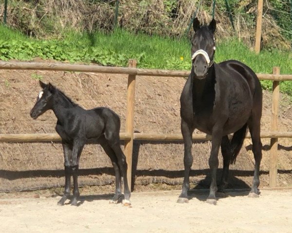 dressage horse Dalotta (Trakehner, 2020, from Imperio 3)