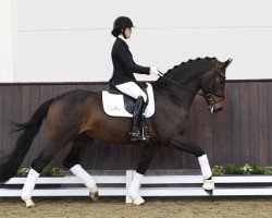 stallion Vendóme (Hanoverian, 2016, from Veneno)