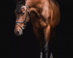 Springpferd Call me Cooper 2 (Polnisches Warmblut, 2016, von Correro)