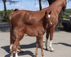 dressage horse N.N.-Vendome (Westphalian, 2020, from Vendóme)