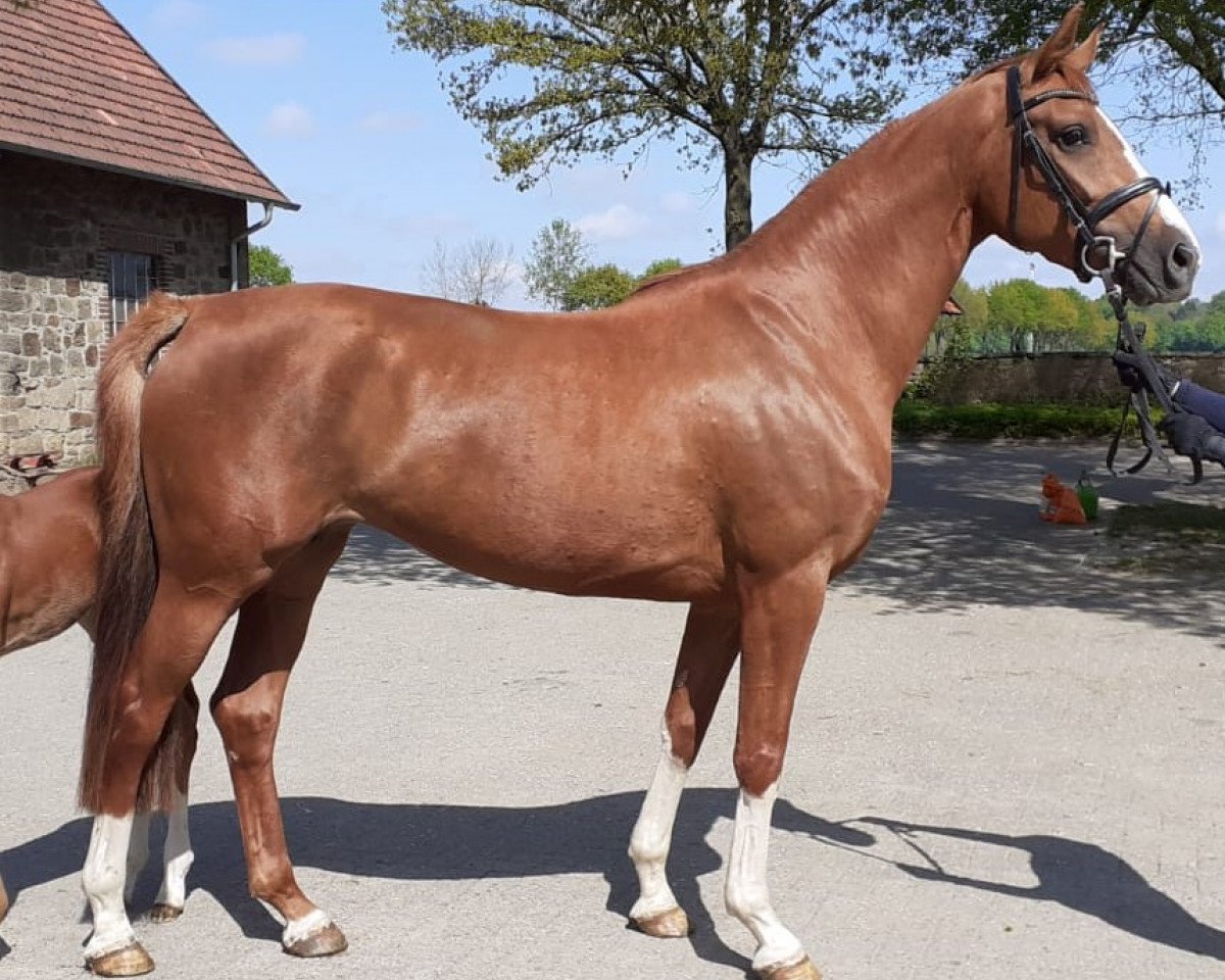 Zuchtstute Fine Fiesta (Westfale, 2016, von Fashion Maker)