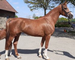 broodmare Fine Fiesta (Westphalian, 2016, from Fashion Maker)