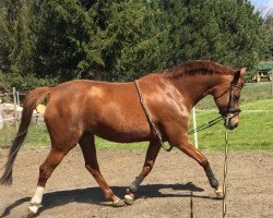 broodmare Irish's Erbin (German Sport Horse, 2010, from Balou's Erbe)