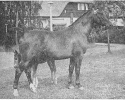 Zuchtstute Olgina (Gelderländer, 1950, von Amburg)