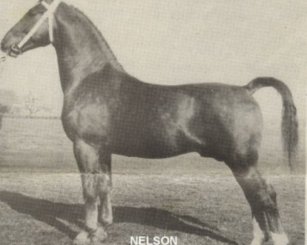 stallion Nelson (Gelderland, 1949, from Amburg)