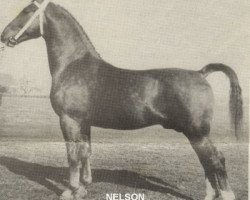 stallion Nelson (Gelderland, 1949, from Amburg)