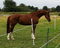 broodmare Rascaja (Hanoverian, 2007, from Rascalino)