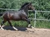 Springpferd Quickstep BEVS (Deutsches Reitpony, 2012, von Quaterback's Junior)