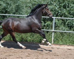 Springpferd Quickstep 74 (Deutsches Reitpony, 2012, von Quaterback's Junior)