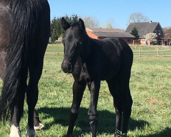 jumper Cayana (Hanoverian, 2020, from Caytens)