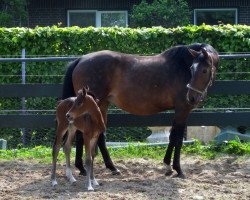 broodmare Walk of Fame 36 (Hanoverian, 2002, from Warkant)