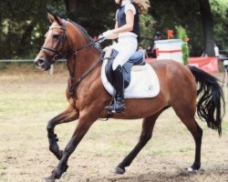 jumper Kantje's Tigress (New Forest Pony, 2000, from Kantje's Ronaldo)