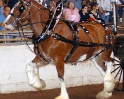 Zuchtstute Lil Miss Dollie Mae (Clydesdale, 1998, von Carson's Captain)