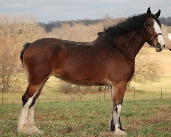 horse Lightning Bliss (Clydesdale, 2007, from Willow Way Doyle)