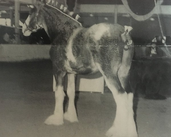 Deckhengst Westedge Dan (Clydesdale, 1993, von Ayton Final Command)