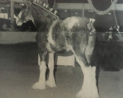 Deckhengst Westedge Dan (Clydesdale, 1993, von Ayton Final Command)