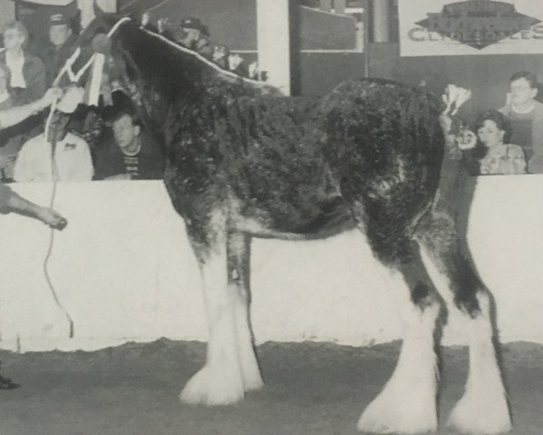 Deckhengst Westedge Commanders Frank (Clydesdale, 1995, von Ayton Final Command)