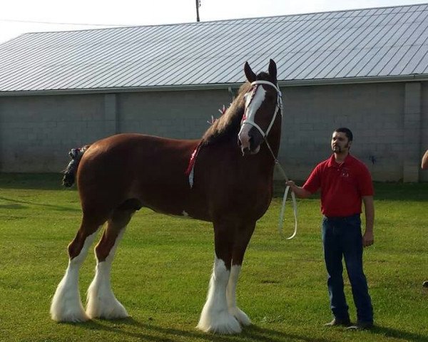 Deckhengst Pleasant Valley Desmond (Clydesdale, 2009, von Greystone's Champion Roman)