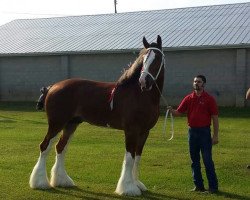 Deckhengst Pleasant Valley Desmond (Clydesdale, 2009, von Greystone's Champion Roman)