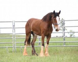 Pferd LIC Amazing Grace (Clydesdale, 2014, von Pleasant Valley Desmond)