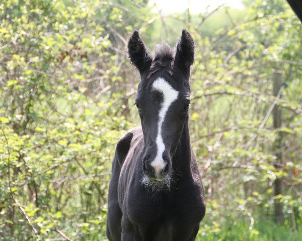 dressage horse Dante Dream JD (Oldenburg, 2020, from Dante Weltino Old)