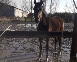 dressage horse Rocky (Oldenburg, 2017, from Rock For Me)