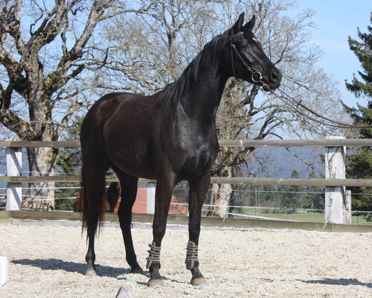 Dressurpferd Romane des Pres CH (Schweizer Warmblut, 2010, von Rubin Royal OLD)