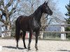 dressage horse Romane des Pres CH (Swiss Warmblood, 2010, from Rubin Royal OLD)