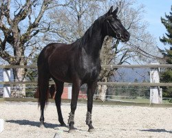 Dressurpferd Romane des Pres CH (Schweizer Warmblut, 2010, von Rubin Royal OLD)