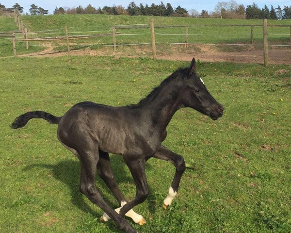 dressage horse Giulietta 30 (German Sport Horse, 2017, from Grey Flanell)