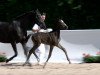 dressage horse Ibizas Iprotex 2 (German Sport Horse, 2018, from Asgard's Ibiza)