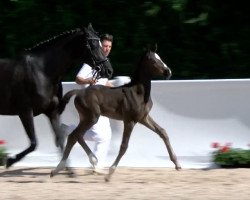 dressage horse Ibizas Iprotex 2 (German Sport Horse, 2018, from Asgard's Ibiza)