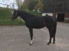 dressage horse Sonea S (Hanoverian, 2015, from Sezuan)