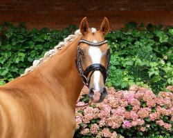 dressage horse Die kleine Ida (German Riding Pony, 2013, from Danny Gold)