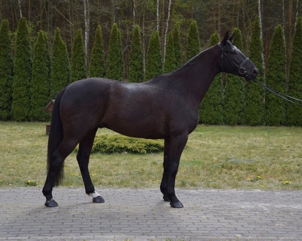 Pferd Dolares (Polnisches Warmblut, 2016)
