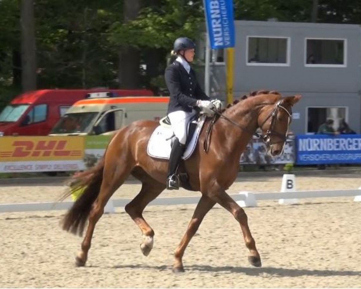 dressage horse Damon's Pauly (Westphalian, 2010, from Damon Hill)