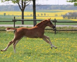 Dressurpferd Val d'Isere (Trakehner, 2020, von Banderas)