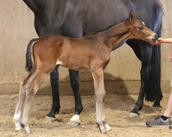 dressage horse Rossini (Trakehner, 2020, from Fellini)